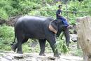Asian elephant ridden in Thailand